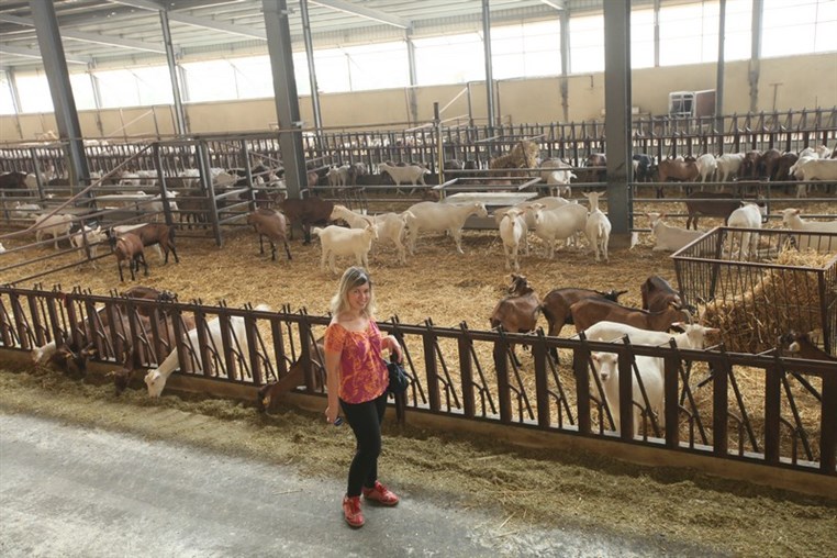 Dairy Khoury Farm Gates Opening